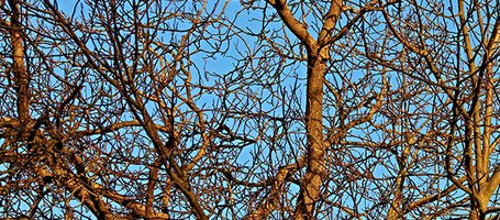 Pruning in winter: The Best Times to Do it
