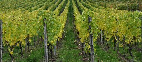 Tidying the vineyard with a brushcutter: practical guide