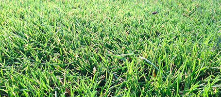 Lawn aeration: why, how and when to do it