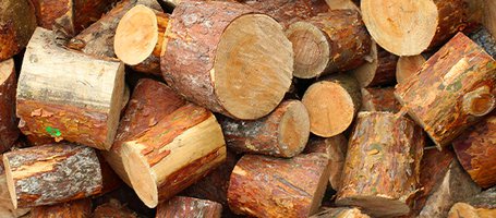 When to Cut Firewood for Winter