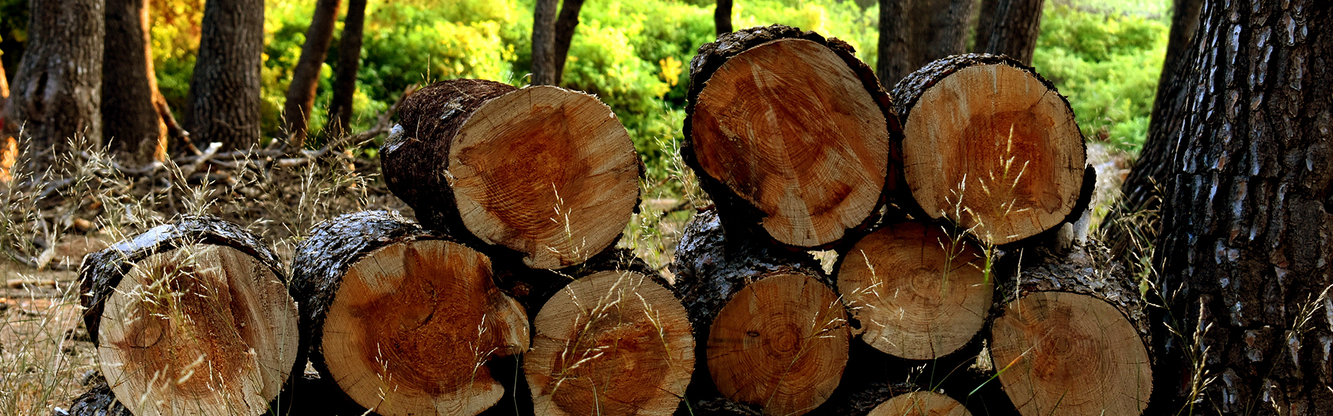Best chainsaw for big trees deals