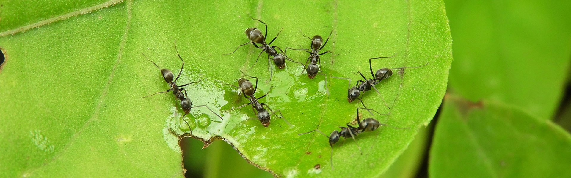 Effective ways to get rid of ants in the garden