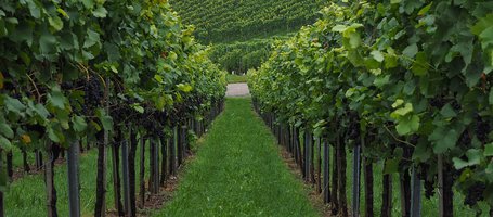 Vineyard grass cover-cropping and inter-row soil cultivation: techniques and benefits