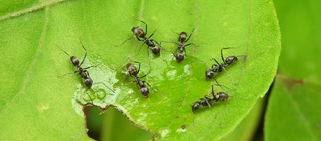 Effective ways to get rid of ants in the garden – Oleo-Mac