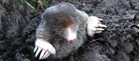 Keeping moles out of the vegetable patch and garden: effective remedies