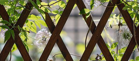 Make your own trellis for climbing plants using a chainsaw