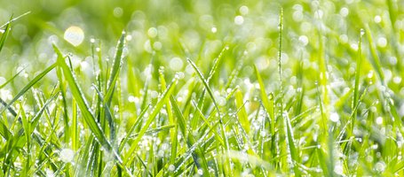 Turf lawns: DIY soil preparation,  laying and maintenance
