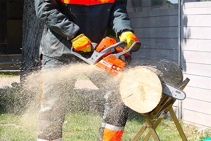 When Is The Right Time to Cut Wood