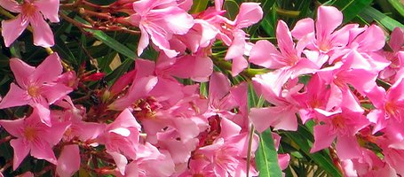 Oleander pruning: tips for doing it right