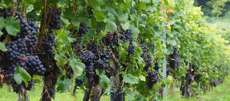 Working in the vineyard: month-by-month activities