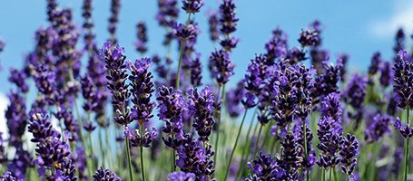 Guide to pruning lavender in simple steps
